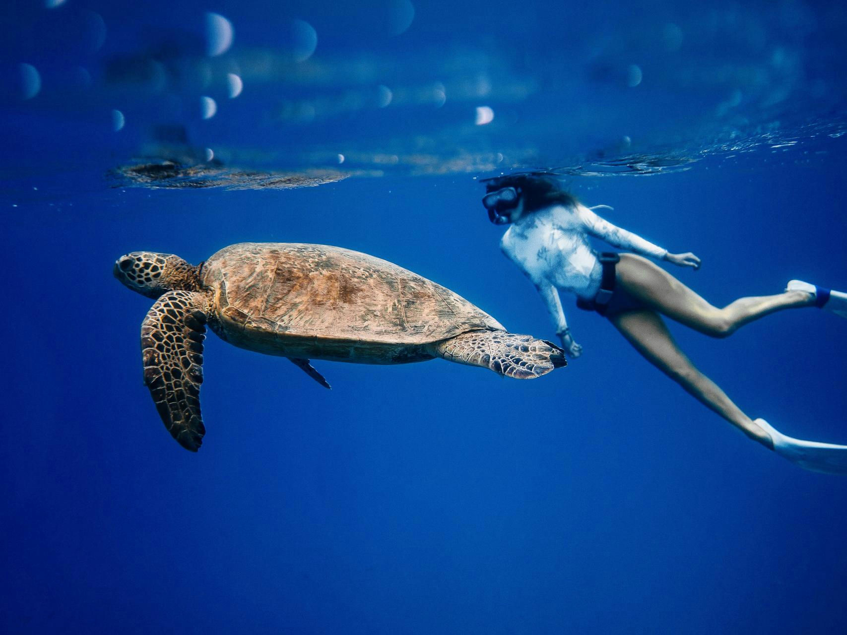 Sea turtles - Lastovo island article cover