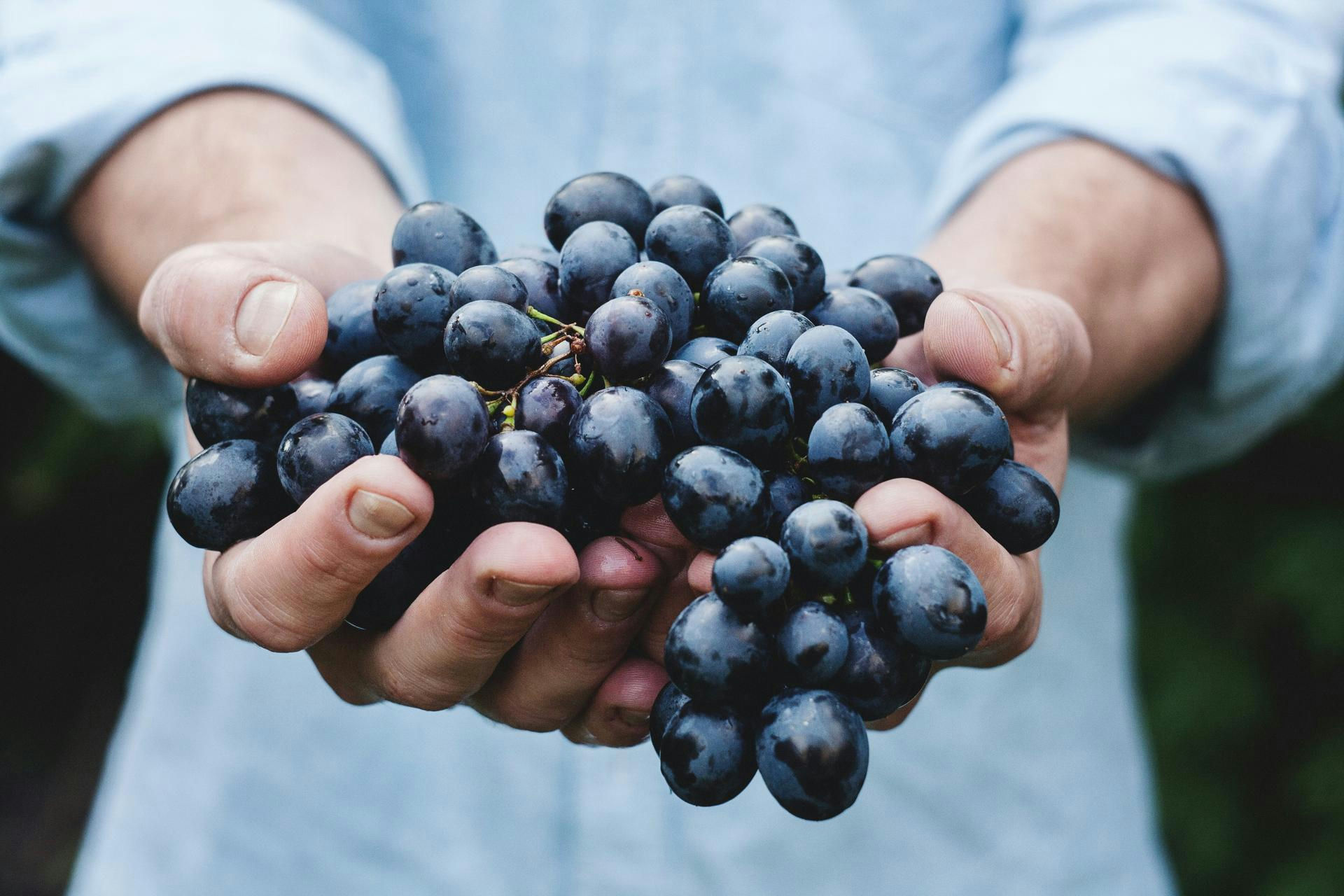 Man holding grapes in hand