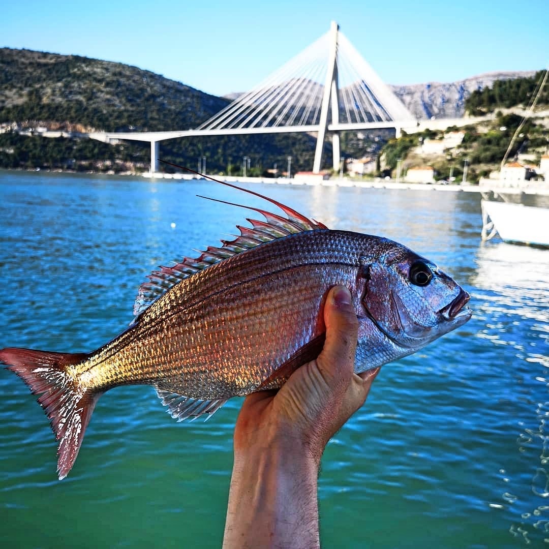 Local fishing Dubrovnik Charter 1