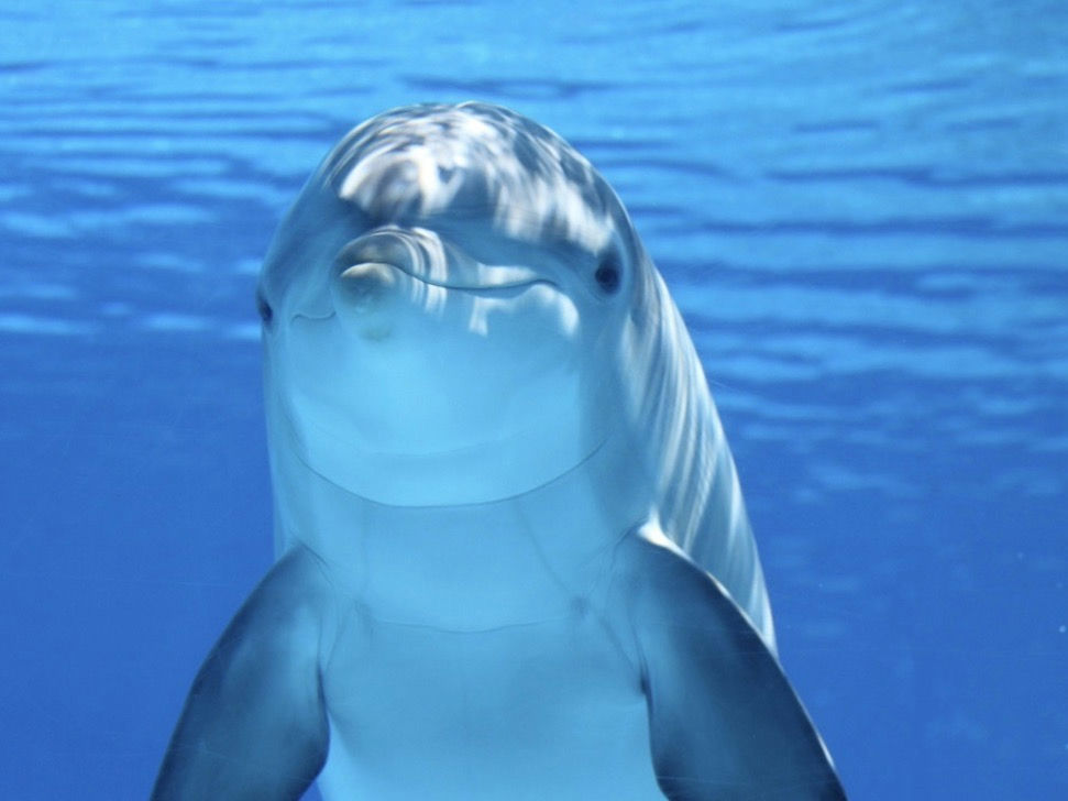 Dolphins  inline image 2