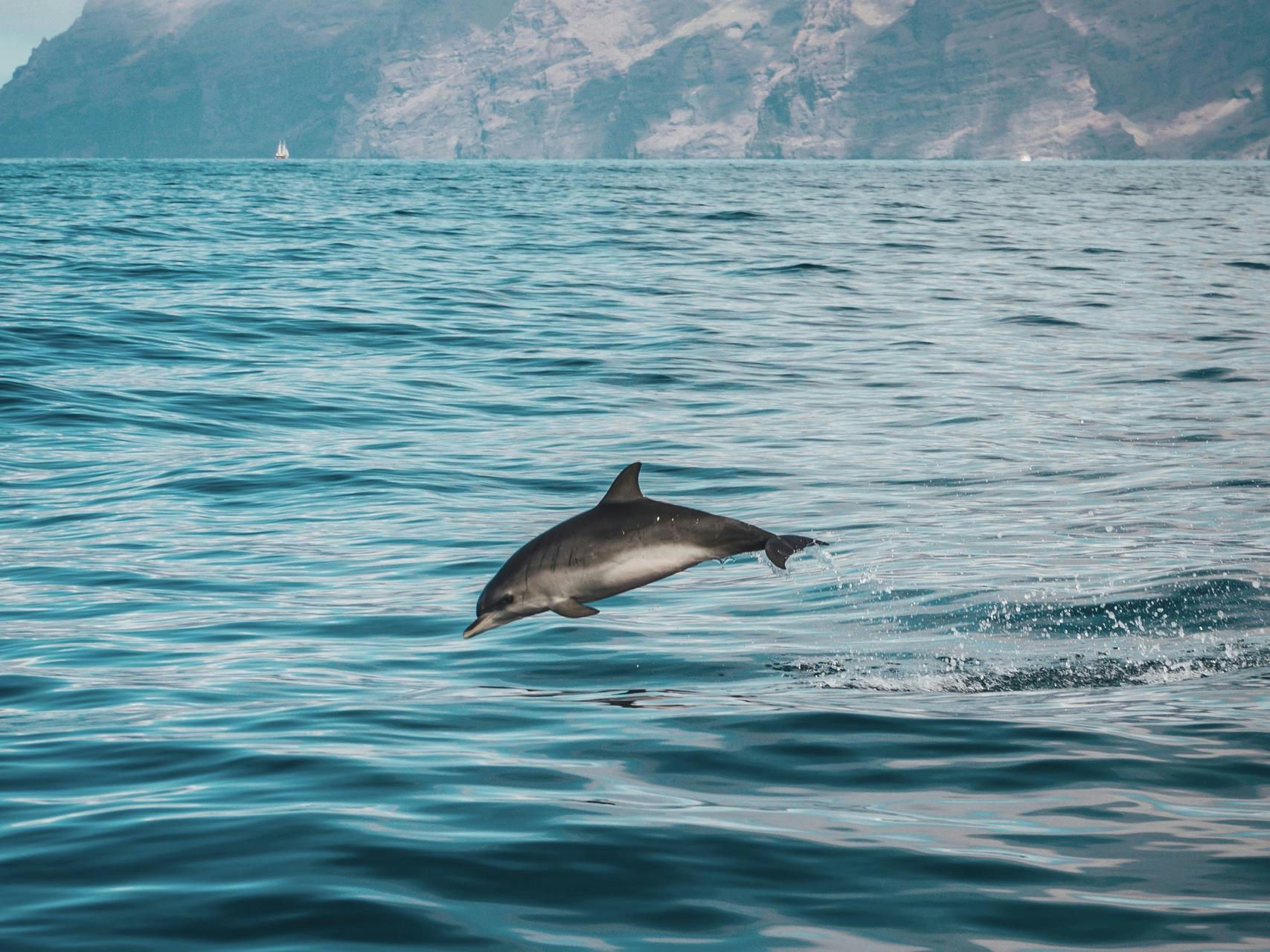 Dolphins  inline image 3