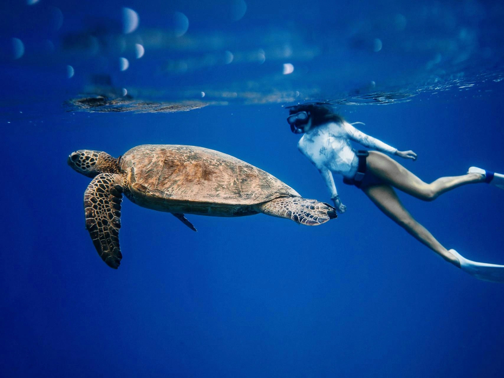 Sea turtles - Lastovo island cover image 1