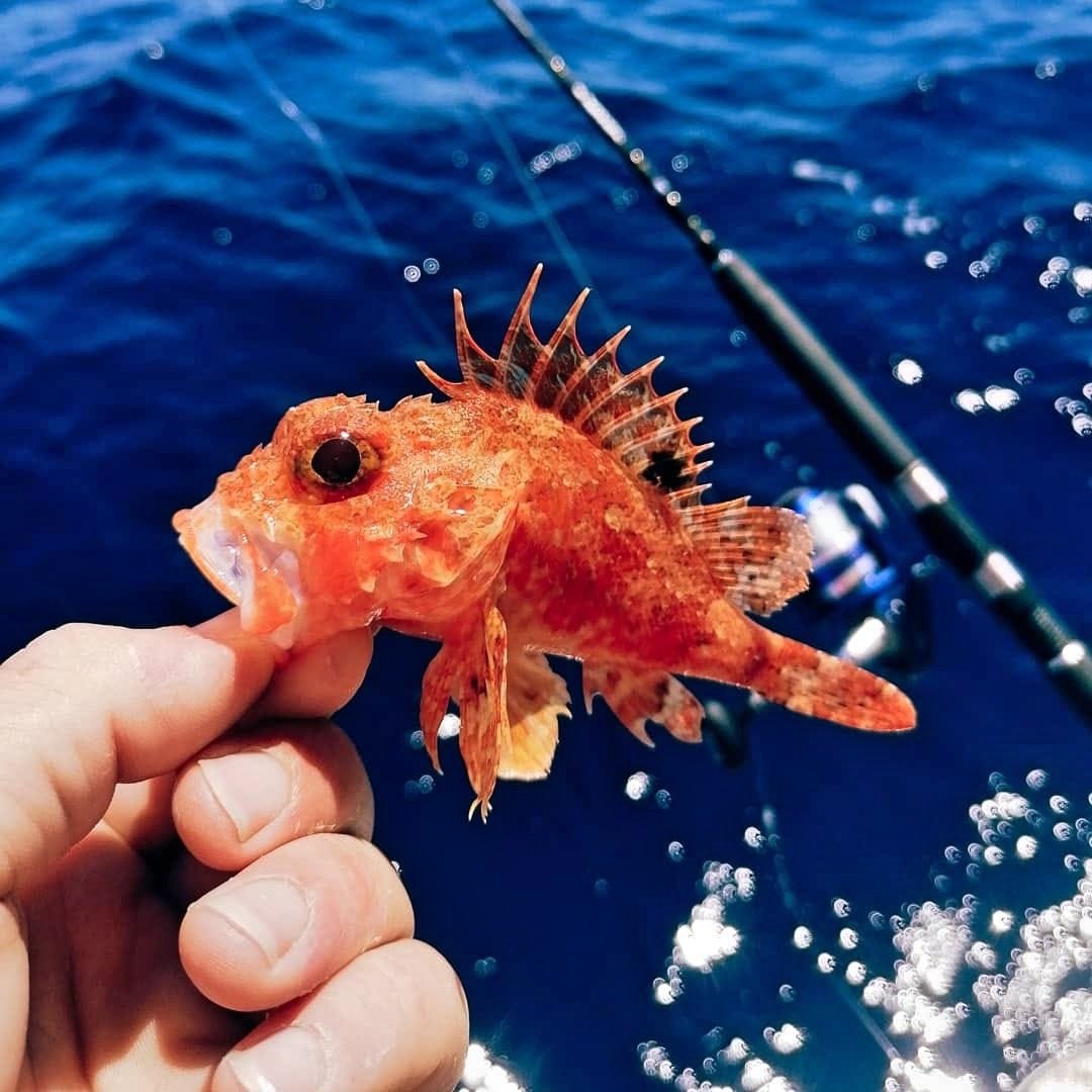 Catch of the day inline image 1